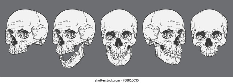 Skull Stock Photos, Royalty Free Skull Images