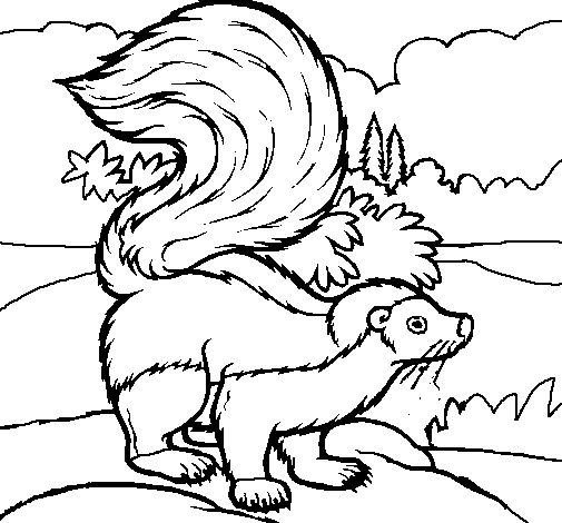 Skunk coloring page