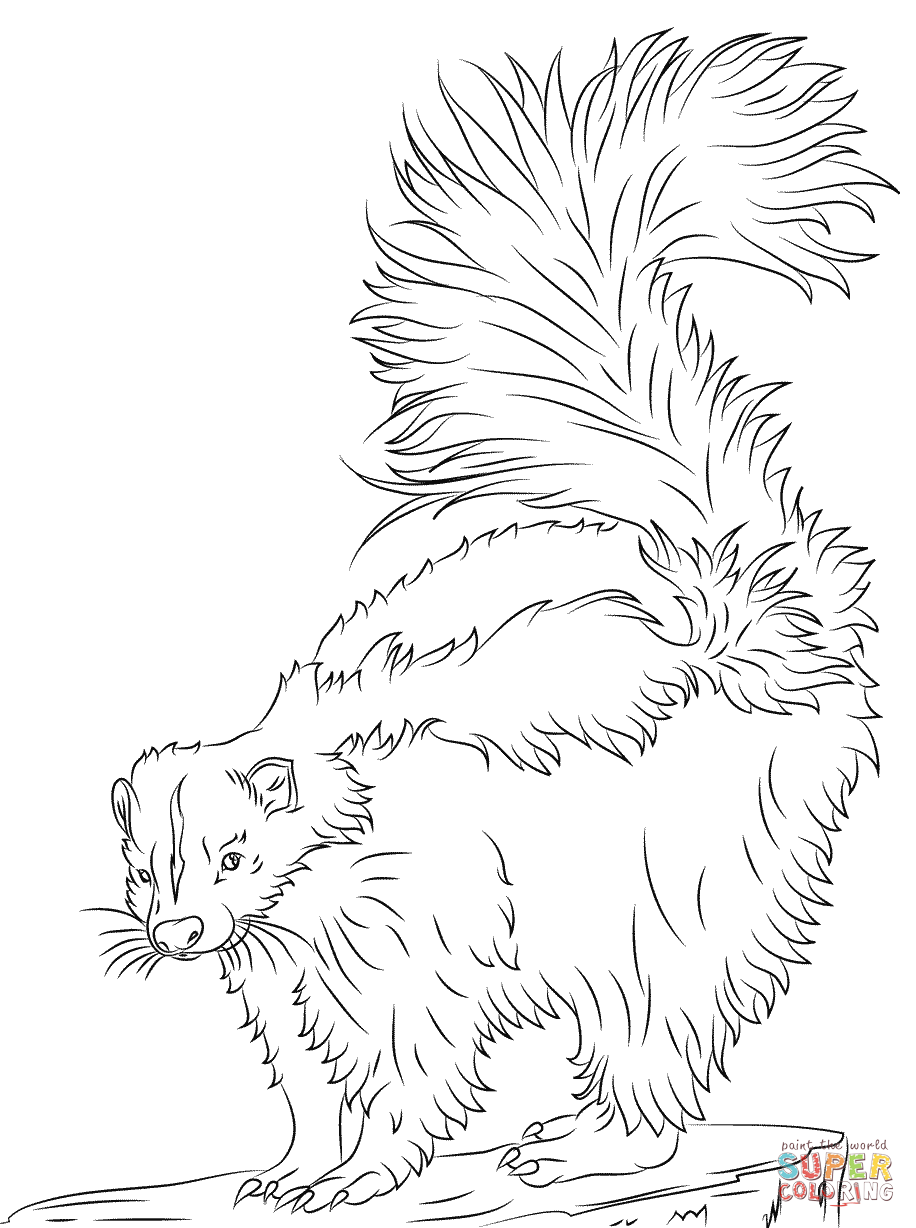 Cute skunk coloring page free printable coloring pages