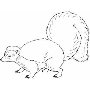 Skunk coloring sheet