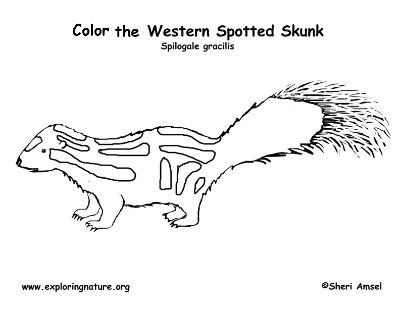 Skunk spotted coloring page