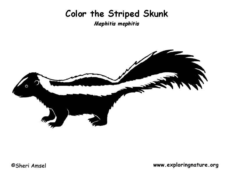 Skunk striped coloring page