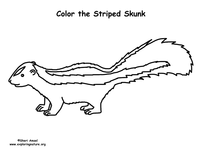 Striped skunk â coloring nature