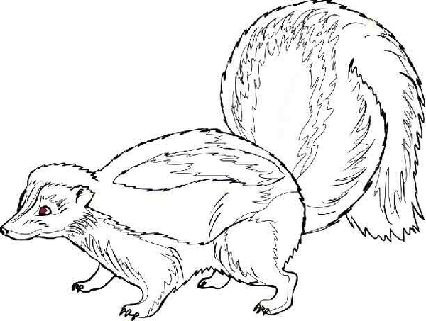 Pin auf skunk drawings