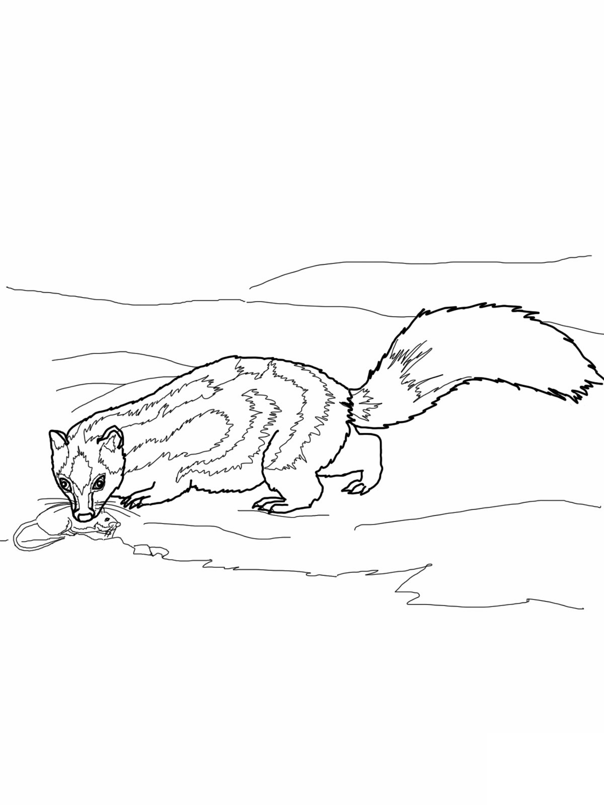 Free printable skunk coloring pages for kids