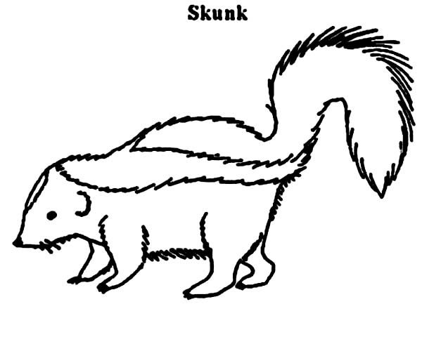 Skunk coloring pages zoo animal coloring pages food coloring pages coloring pages