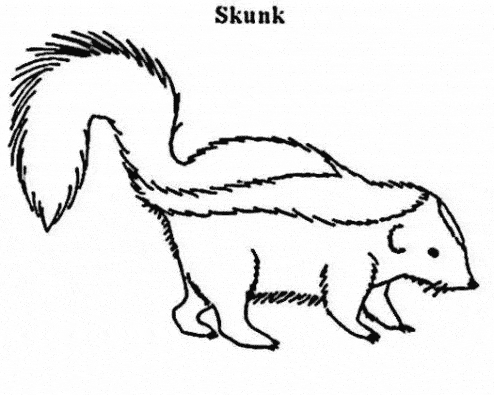 Skunk coloring