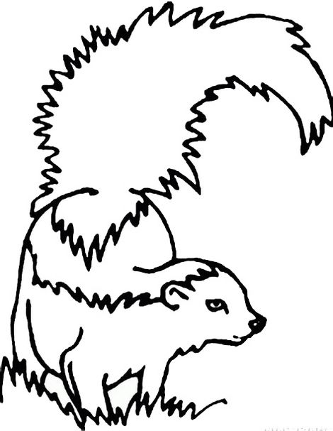 Realistic skunk coloring page forest coloring pages owl coloring pages animal coloring pages