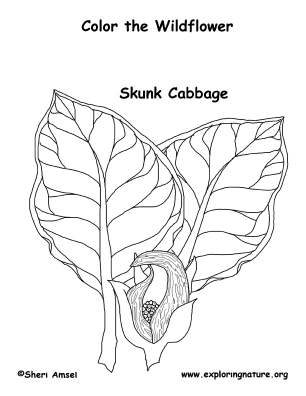 Skunk cabbage coloring page