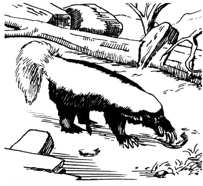 Free skunk coloring pages