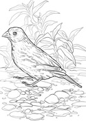 Lark coloring pages free coloring pages