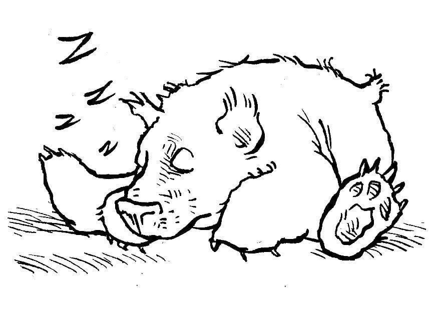 Coloring page sleeping bear