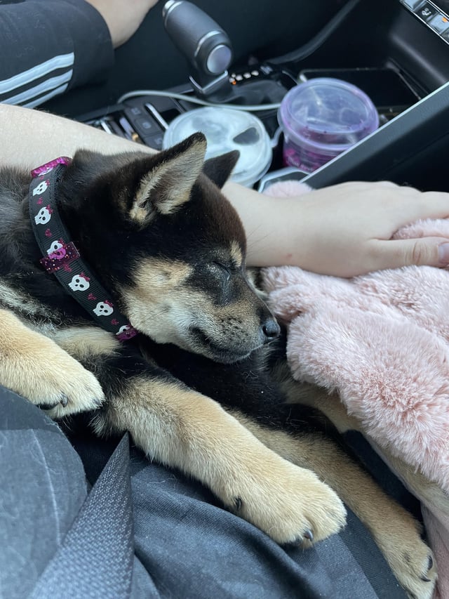 Black and tan puppy is the red tinting on her head normal it shows mainly in the sun down her back rshiba