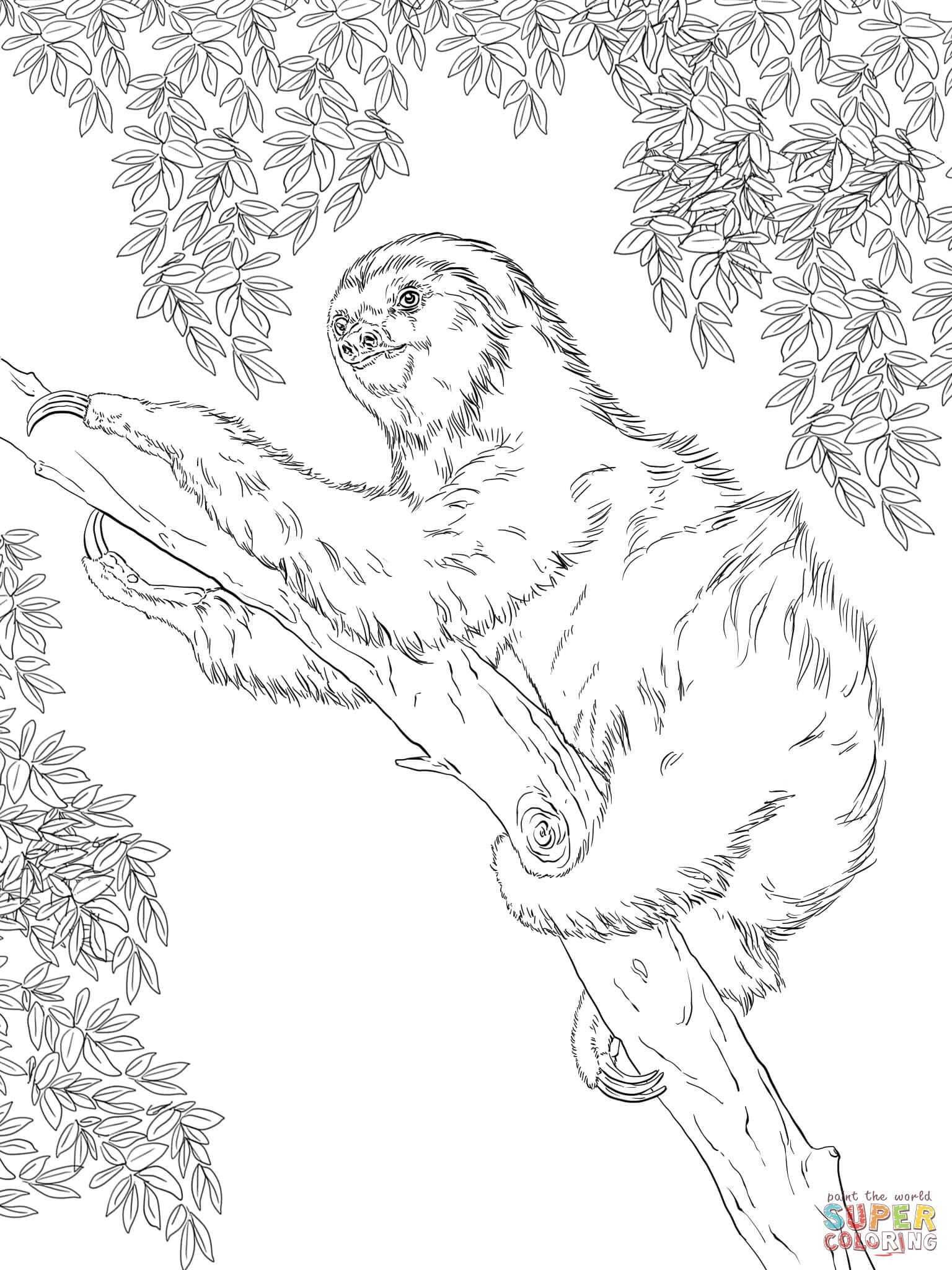 Two toed sloth on tree coloring page free printable coloring pages