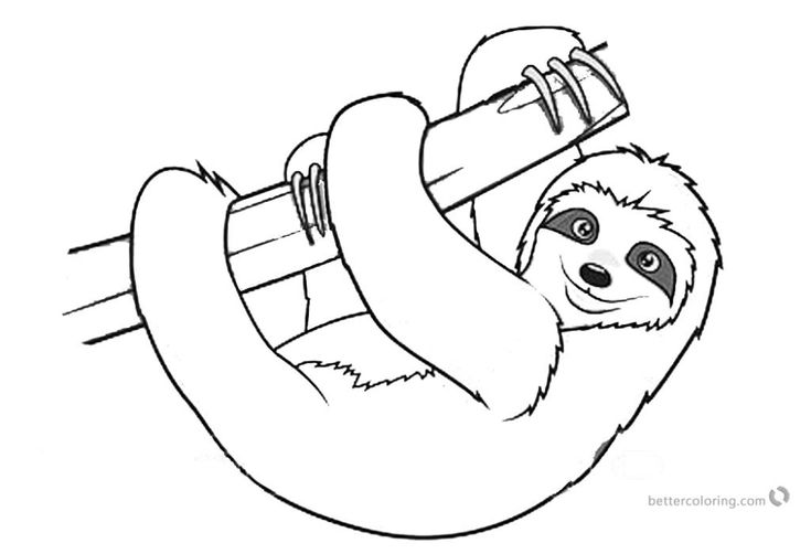 Sloth coloring pages realistic three toed sloth