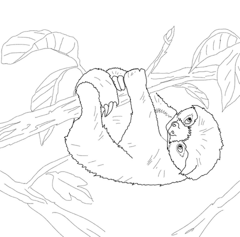 Baby sloth coloring page free printable coloring pages