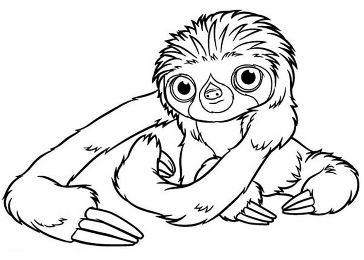 Sloth coloring pages