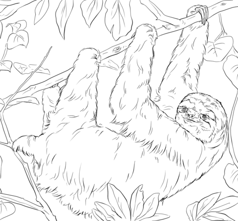 Sloth coloring page free printable coloring pages