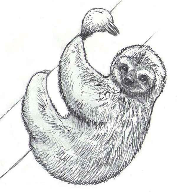 Realistic drawing of sloth coloring page sloth drawing sloth art realistic drawings