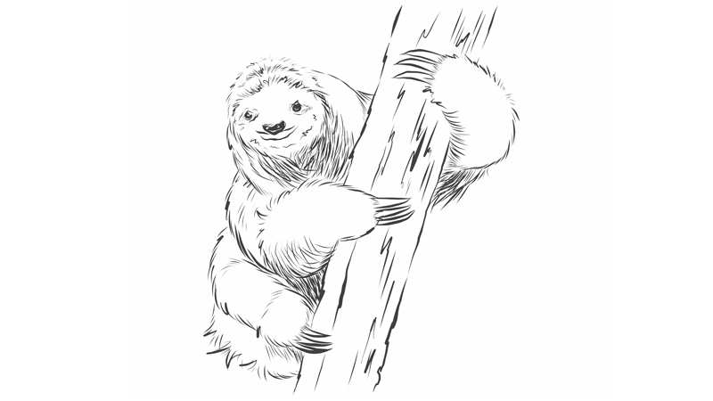 How to draw a sloth