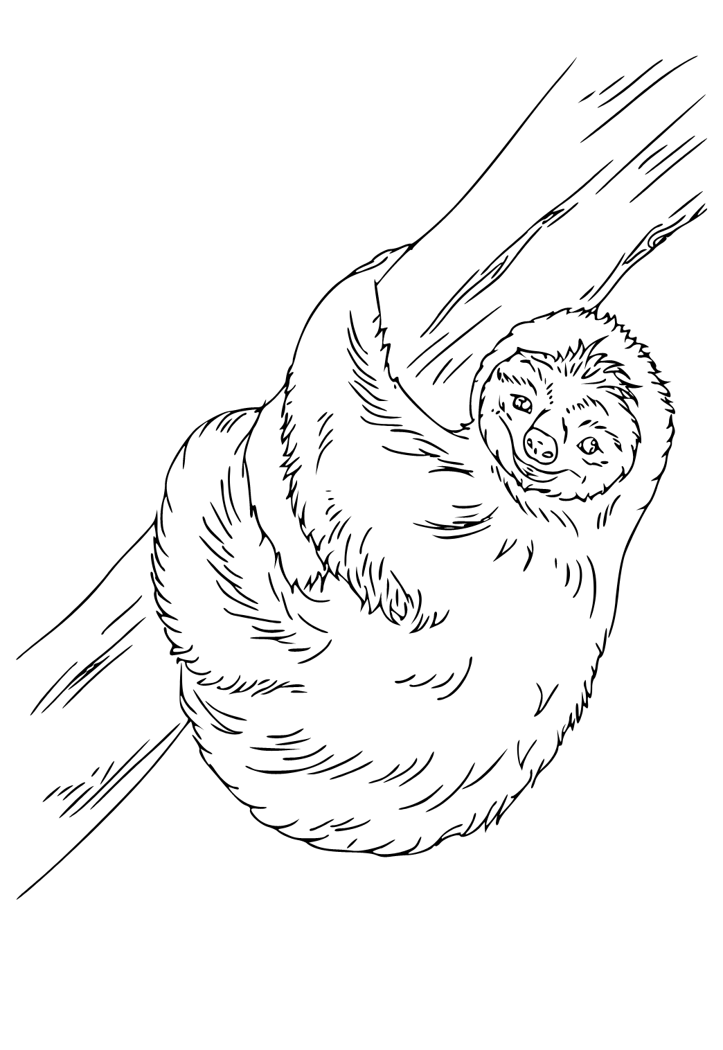 Free printable sloth real coloring page for adults and kids