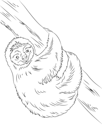 Cute sloth coloring page free printable coloring pages