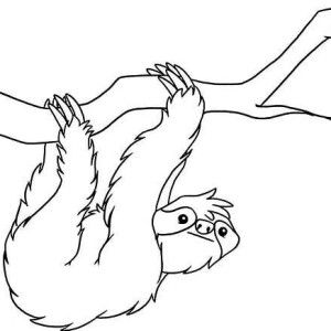 How to draw a sloth