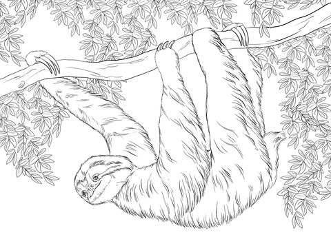 Three toed sloth hanging on tree coloring page tree coloring page coloring pages bird coloring pages