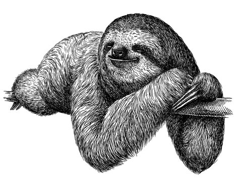 Sloth outline images â browse photos vectors and video