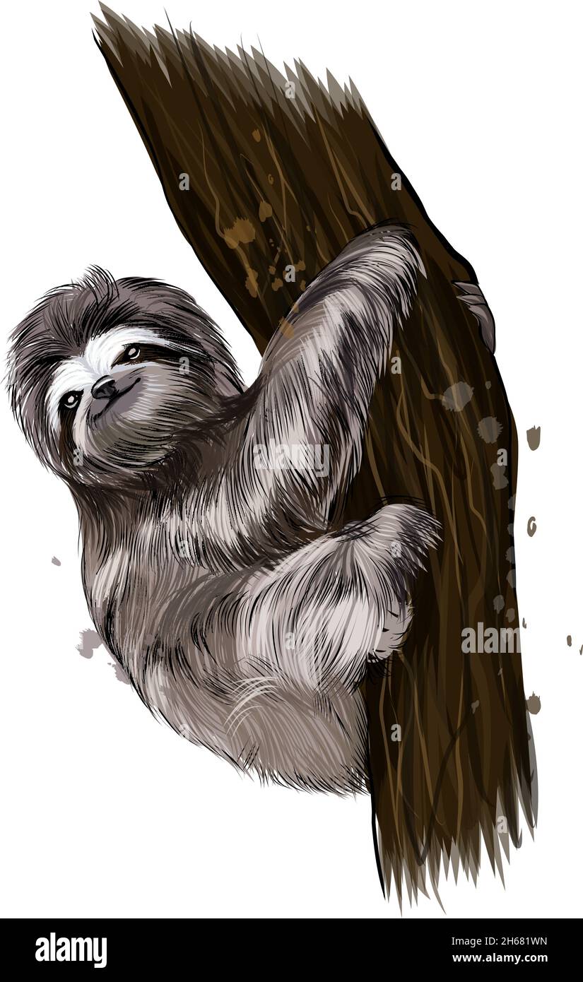 Sloth drawing hi