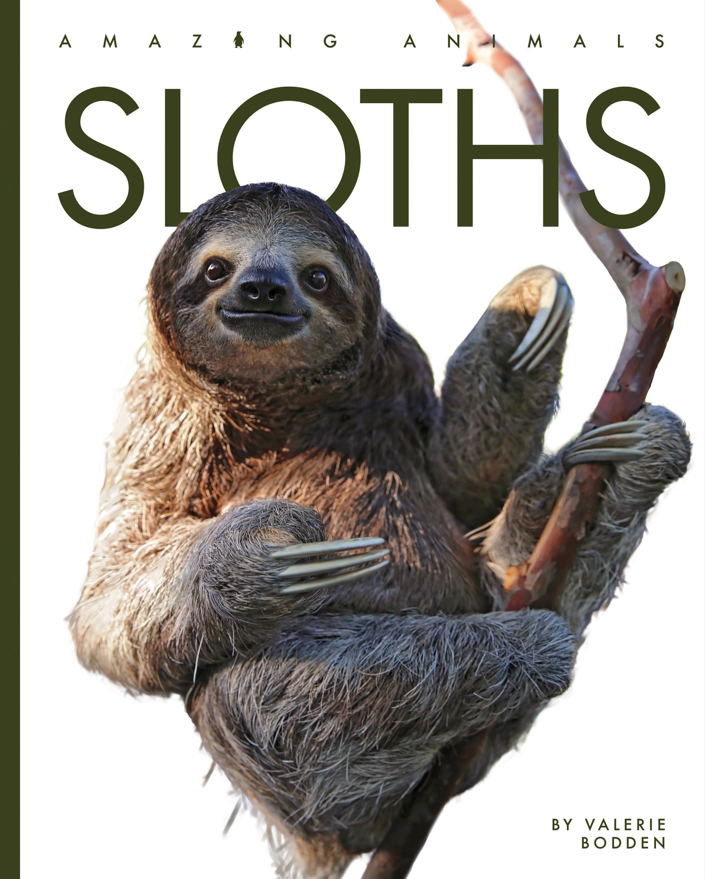 Amazing animals sloths â the creative company shop