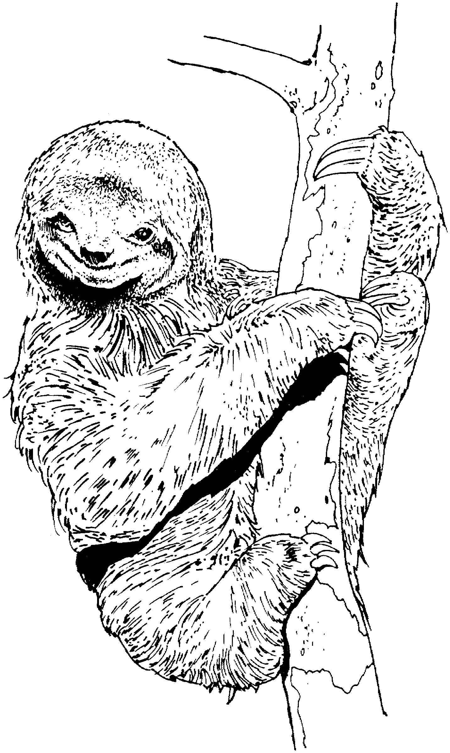 Sloth coloring pages