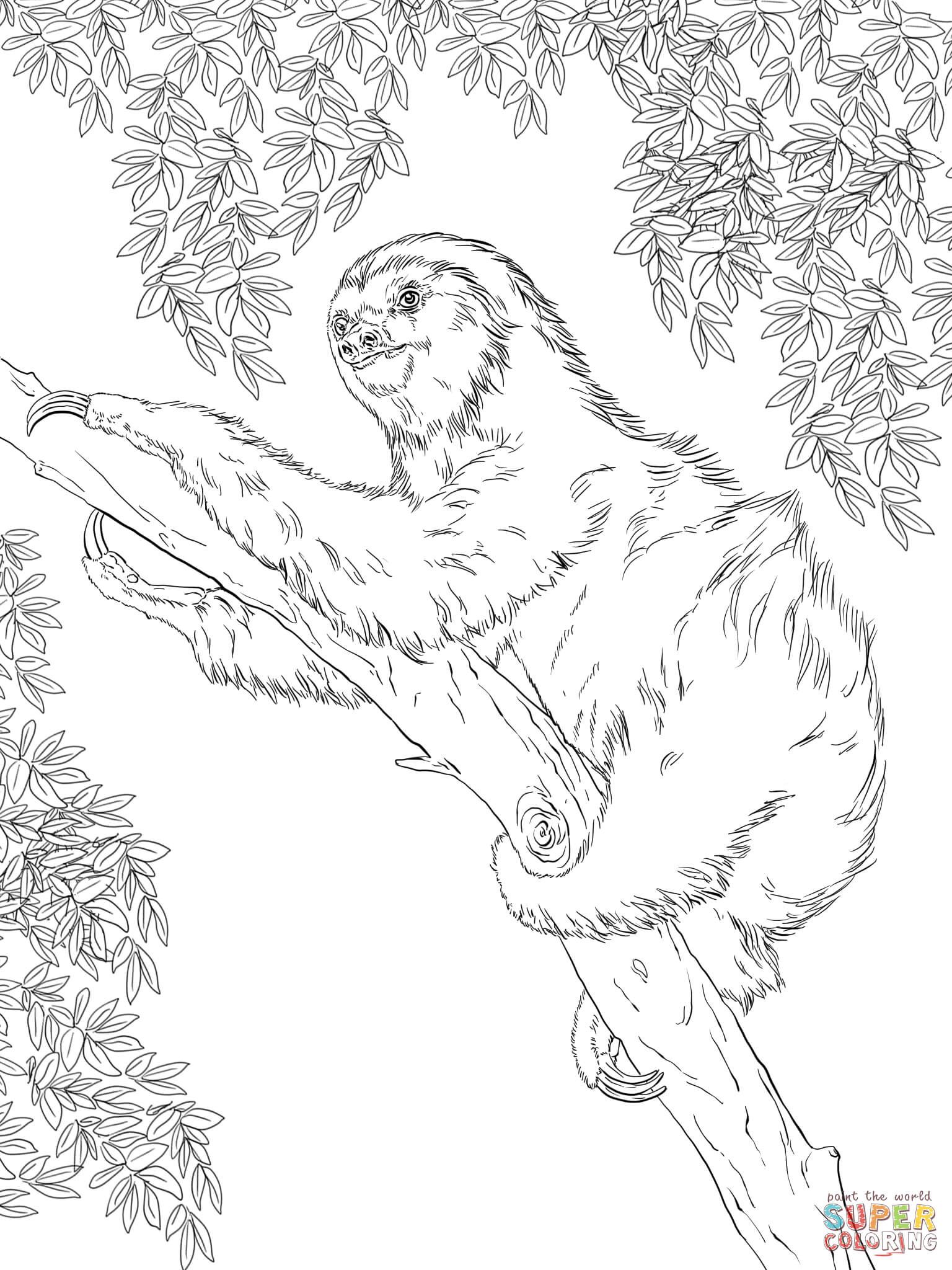 Sloth coloring page two toed sloth on tree coloring page free printable coloring pages