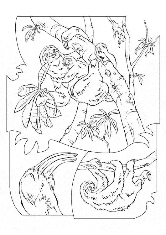 Sloth coloring page