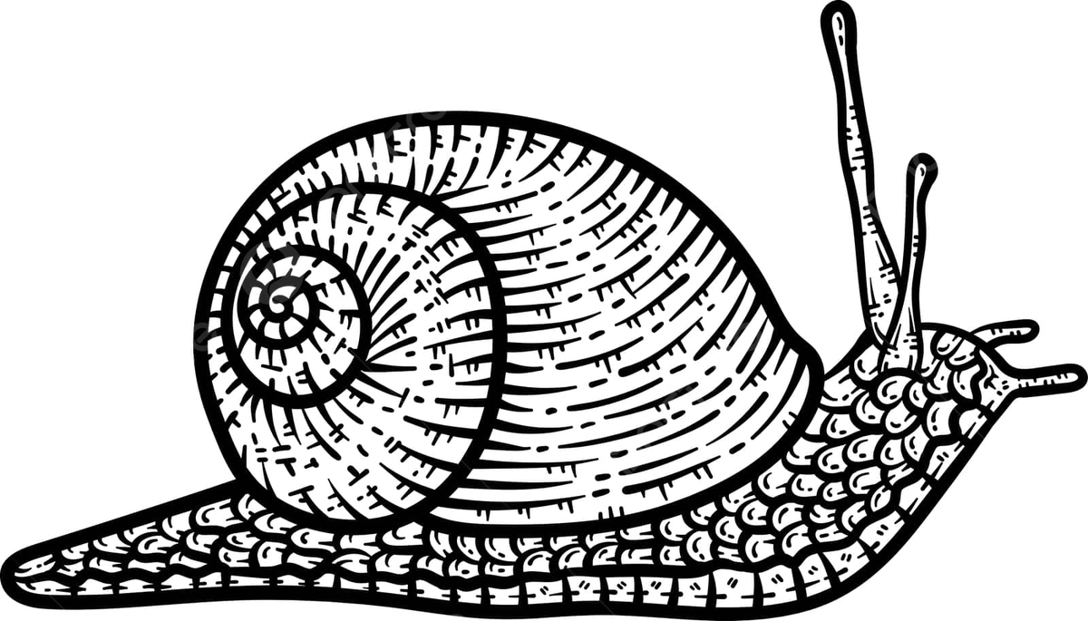 Snail animal coloring page for adults line slowpoke vector vector line slowpoke vector png and vector with transparent background for free download