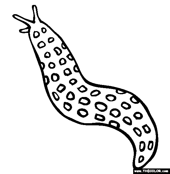 Slug coloring page free slug online coloring coloring pages slugs insect coloring pages