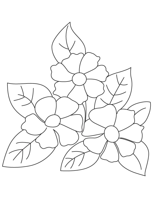 Small camellia flowers coloring page download free small camellia flowers coloring page for kids best coloring pages