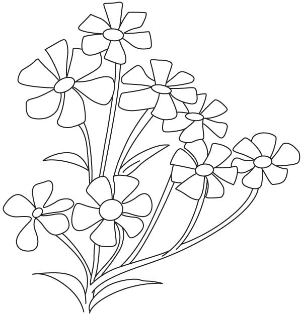 Small babys breath flower download free small babys breath flower for kids best coloring pages