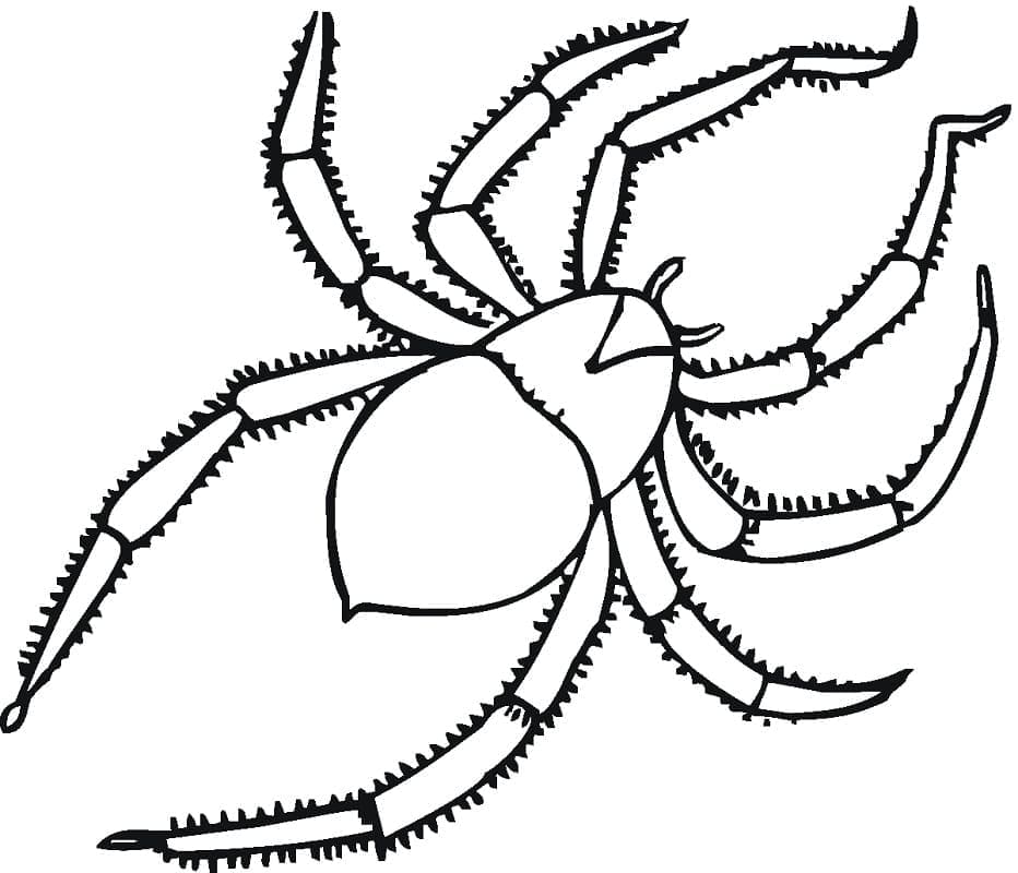 Free spider coloring page