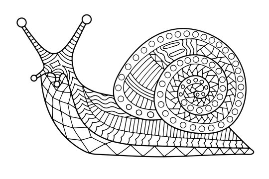 Snail coloring page contour vector illustration for children and adults vector