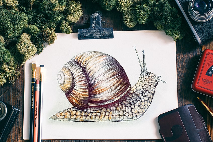 How to draw a snail â a realistic snail drawing tutorial