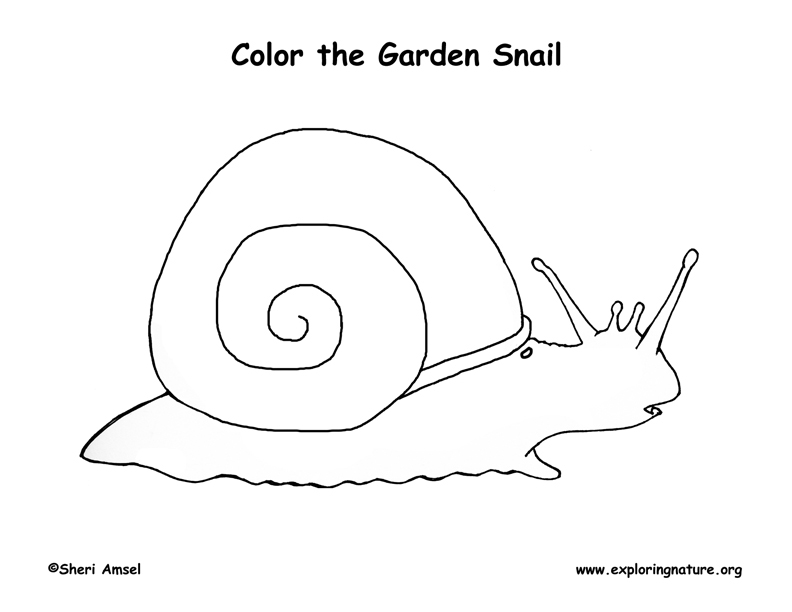 Snail coloring page