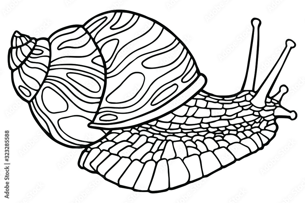 Vector illustration hand drawing snail coloring page the original print illustration for a childrens book coloring book for children and adults vector