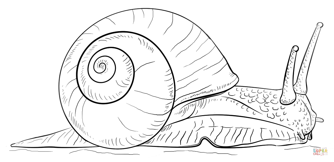 Land snail coloring page free printable coloring pages