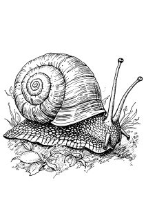 Snail