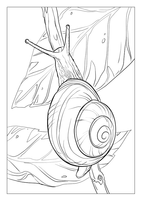 Snail coloring pages printable coloring sheets