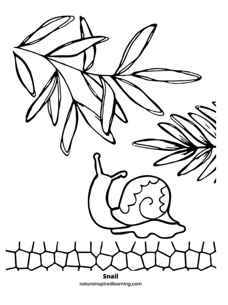 Snail coloring pages