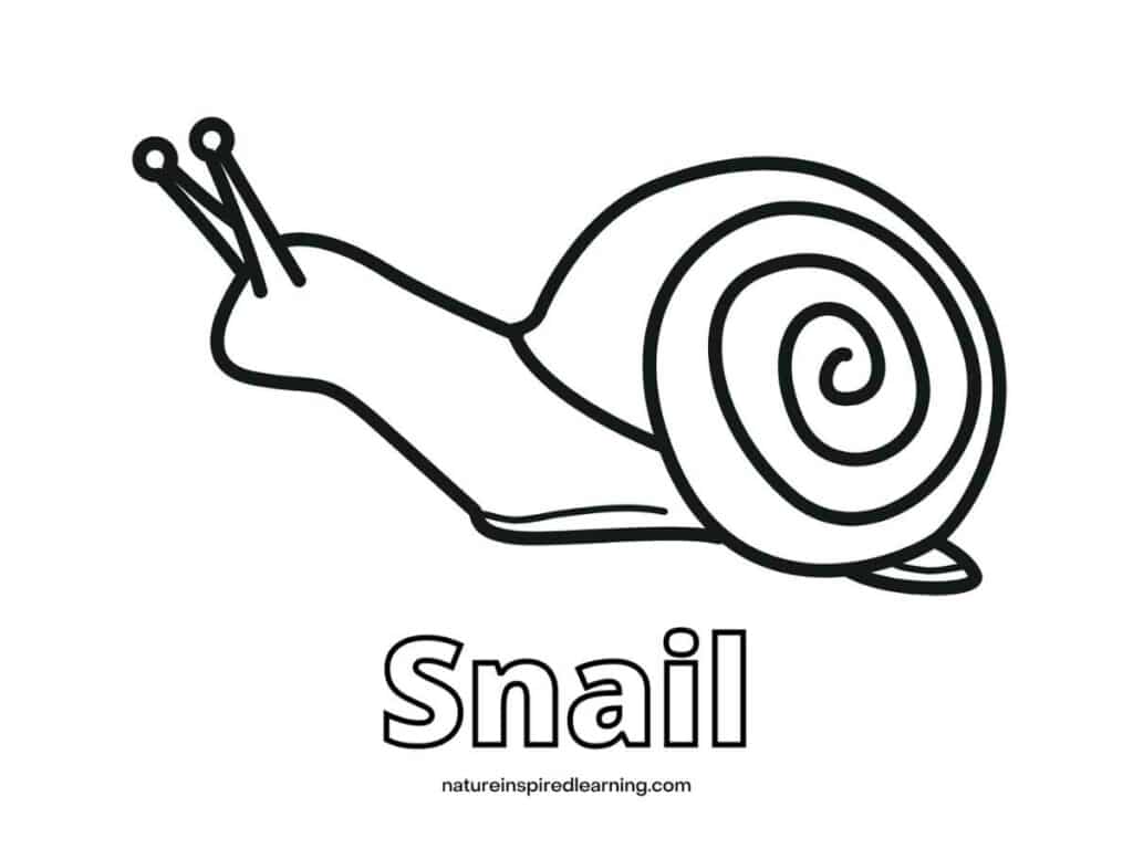 Snail coloring pages