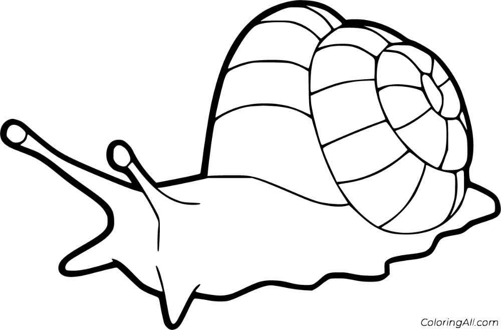 Free printable snail coloring pages in vector format easy to print from any device and automatically fit any â coloring pages snail coloring sheets for kids