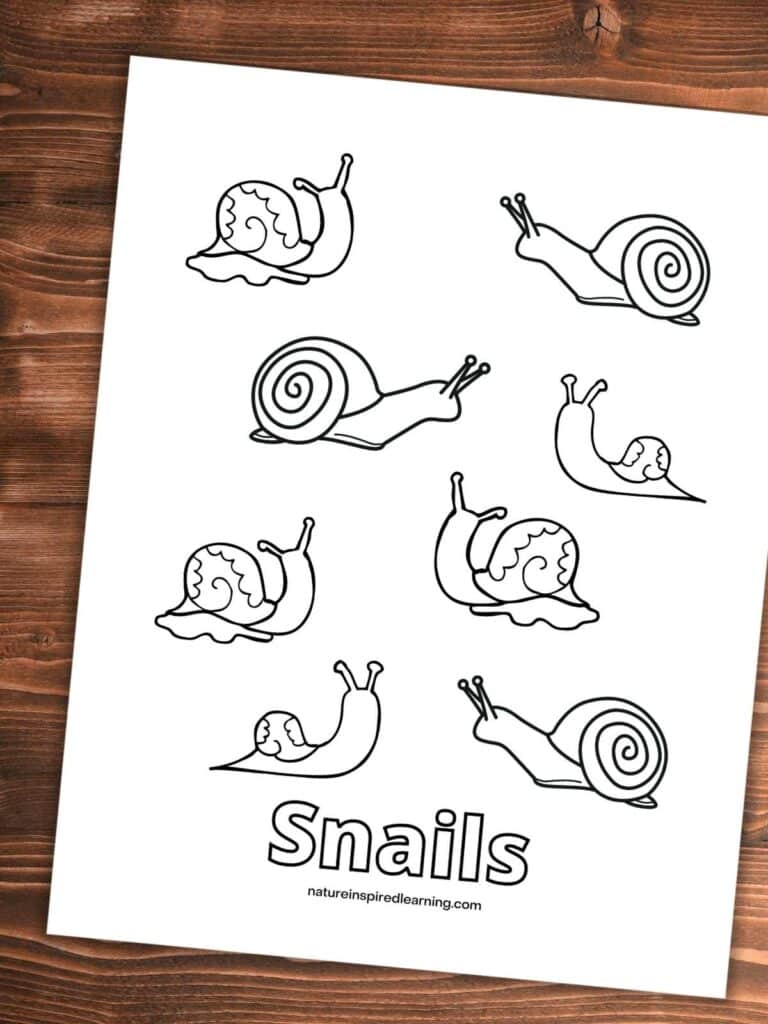 Snail coloring pages